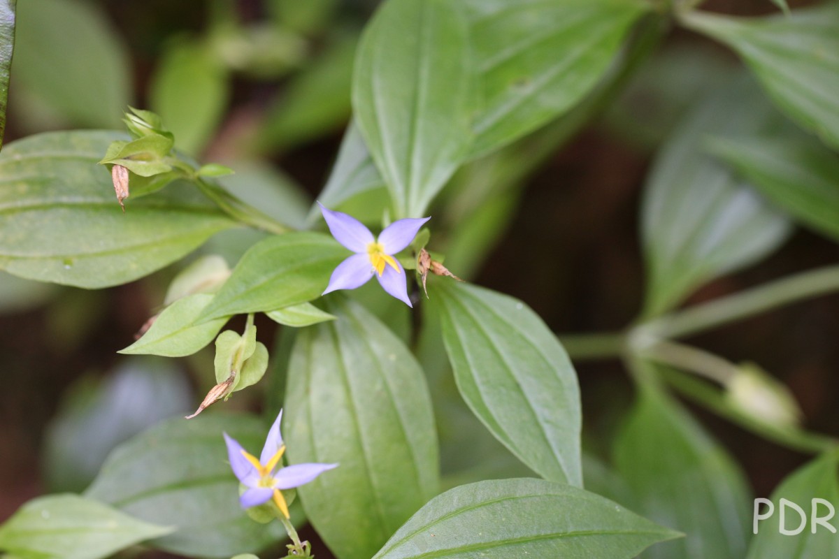 Exacum axillare Thwaites